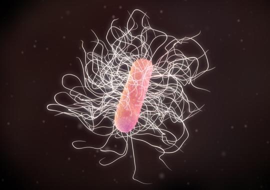 Rapid solution for the identification of C. Difficile - Diasorin