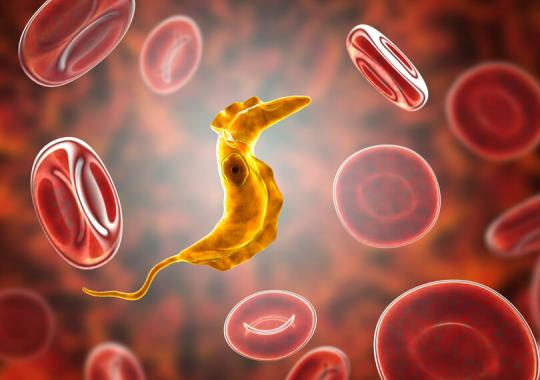 Immunoassays for the diagnosis of Chagas disease - Diasorin