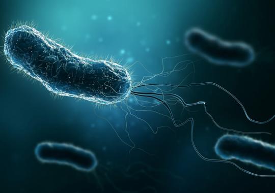 Diagnostic test for the detection of H. pylori - Diasorin