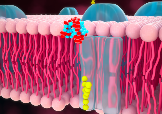 Multiplex Immunoassays Enable Evaluation of GPCR-Antibody Binding