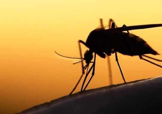 CDC Scientist Describes Multiplex Testing for Malaria at Immunology2022™