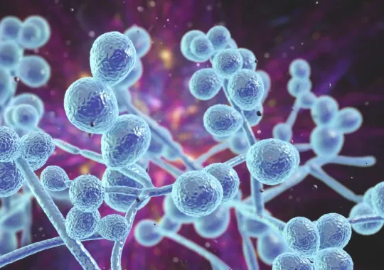 shutterstock_1810949326