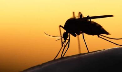 CDC Scientist Describes Multiplex Testing for Malaria at Immunology2022™