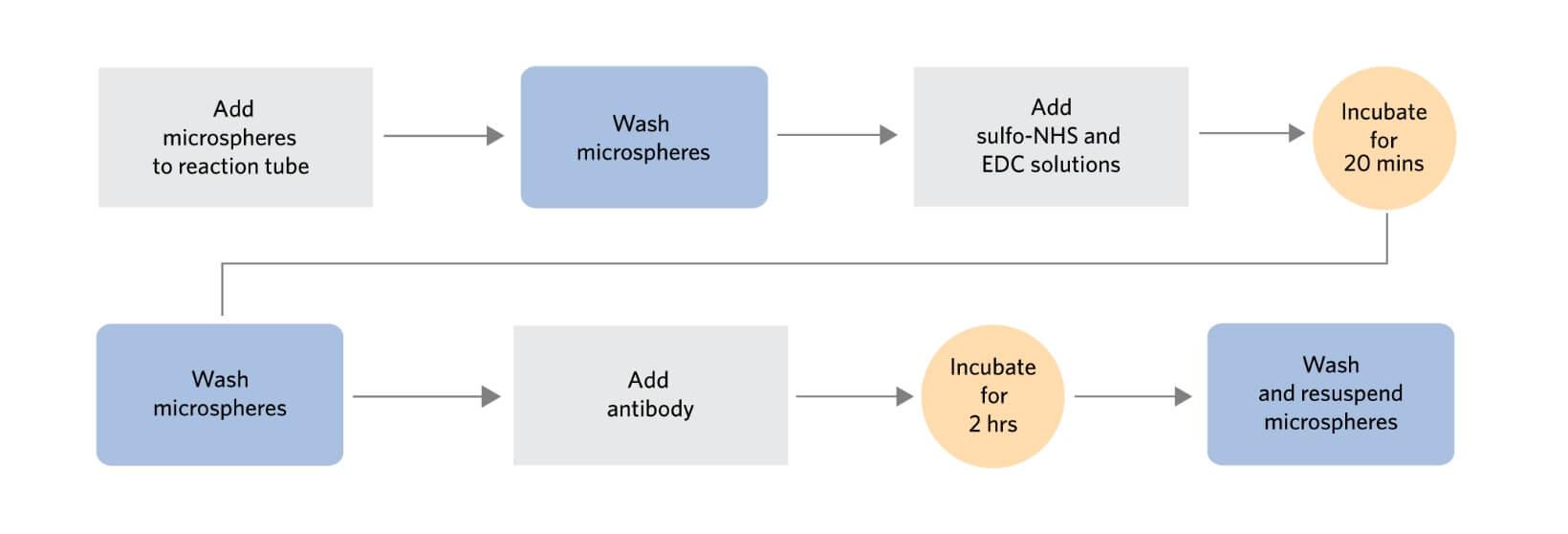 Antibody Coupling per tecnologie Luminex