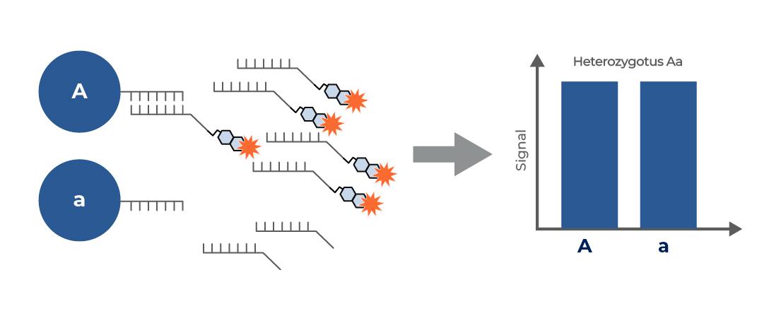 Luminex xMAP® Nucleic Acid Assays - Diasorin